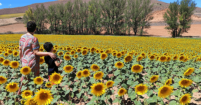 Girasoles Campo de girasoles